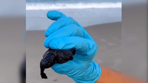 Two-headed loggerhead turtle hatchling found on North Carolina beach