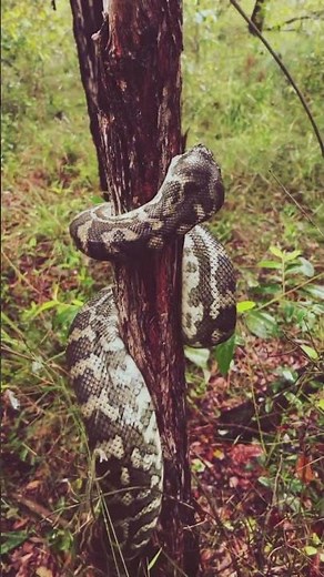 “Anaconda Tree Climbing | Survival Secrets Revealed”#Anaconda #AnacondaClimbing #TreeClimbingSnake