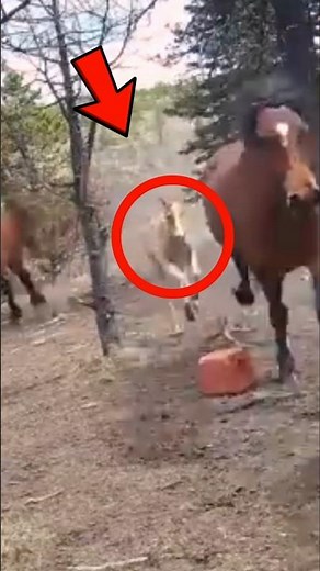 Horses run from DEADLY predator in Alaska! #naturelovers #Wildlife #scary