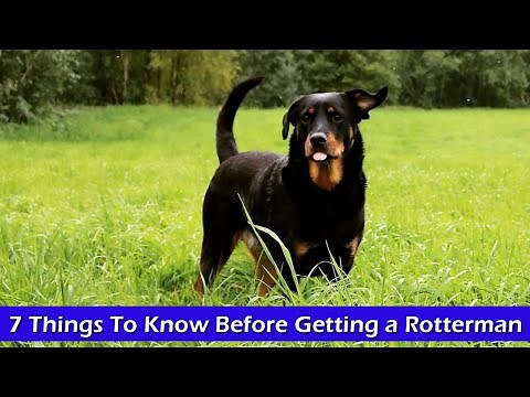 7 Things To Know Before Getting a Rotterman