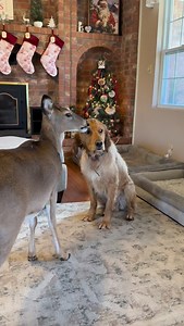 Kai was like “why you stop?” 🥺😆 #GoldenRetriever #hike #cats #dogs #catsofinstagram #chickens #hikingcats#Nature #deer #duck #trails#animals #squirrel #fyp #funny #hike #hiking #trails | Brown Hiking Trails