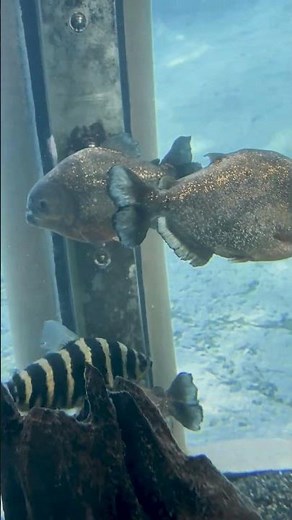 Red-bellied Piranha at the L.A. Zoo!