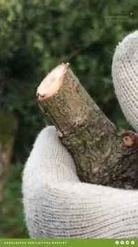 From Root to Result: Premium Grafting System By Bangladesh Agriculture Nursery