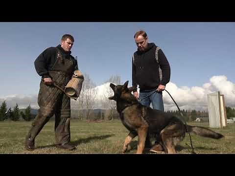 Kraftwerk K9 German Shepherds - Powerful and obedient!