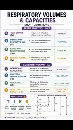 🫁 Respiratory Volumes — Quick Revision