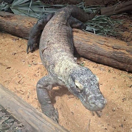 That look though. Gort a Lot Lizard scheming.