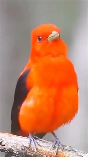 Scarlet Tanager’s Raspy Dawn Song