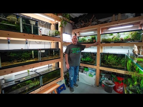 Master Fish Breeder Tours My Fish Room!!