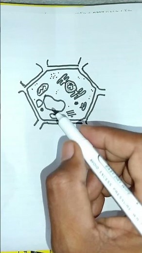 plant cell diagram ☘️ || How to draw plant cell easy #biology #education