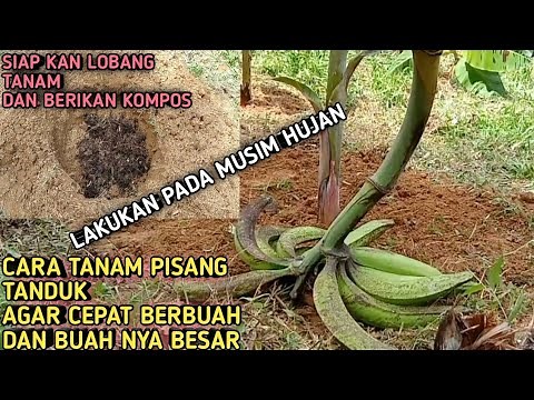 Cara Menanam Pisang Tanduk Agar Cepat Berbuah