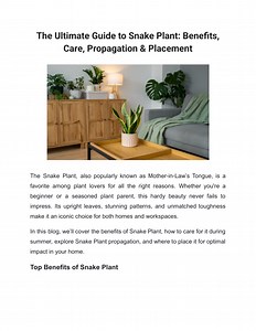 The Ultimate Guide to Snake Plant: Benefits, Care, Propagation & Placement - SlideServe