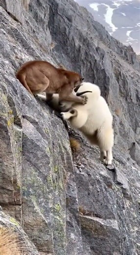Goat's Impossible Cliff Escape Caught Live #survival #extreme