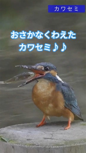 【野鳥#179】カワセミ、魚が大きすぎ！ ＠野川 20260619 #birds #birdsounds #wildlife