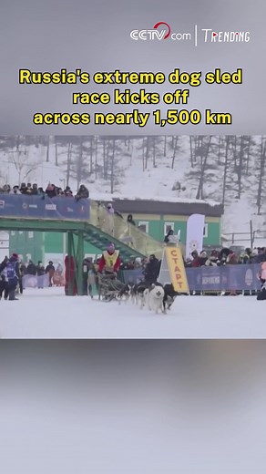 The world's longest extreme dog sled race has kicked off on Russia's Kamchatka Peninsula. Covering nearly 1,500 kilometers, mushers and their sled dogs must navigate treacherous snowy mountains and frozen forests in subzero temperatures. The grueling journey will take around three weeks, testing endurance, skill, and the unbreakable bond between human and dog. #Trending For more: https://english.cctv.com/ | CCTV