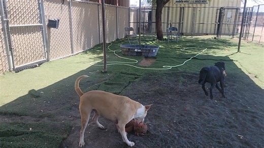 5.6K views · 158 reactions | Dante and Dottie, how have they been here for so long??? They are both adorable. Dottie loves attention, Donte likes treats! LOL Well they both love treats, but is someone out there that wants this kind of entertainment daily? Come meet Donte and Dottie! | Pinal County Animal Care and Control | Facebook