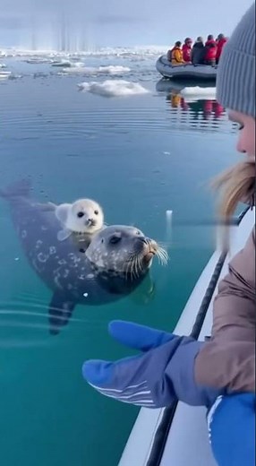 Ultra-Realistic Arctic Wildlife Moment Filmed from Expedition Boat ❄️🐻‍❄️🚤