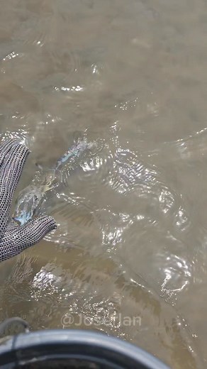 182K views · 7.2K reactions | Siri cozido no leite de coco | Joserlan Martins | Facebook