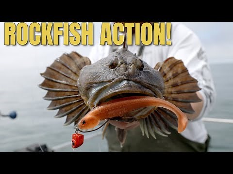 Rockfish & Lingcod on Jigs and Swimbaits! | Northern California Coast