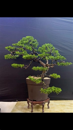 LOCAL CNINESE JUNIPER