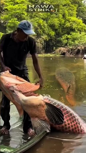 Heavy Catch‼️ A Giant Arapaima Pulled from the River! #fishing #amazing #tranding #arapaima #viral