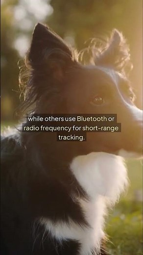 Comparing Dog GPS Trackers – Find the Best Tracker for Your Pup