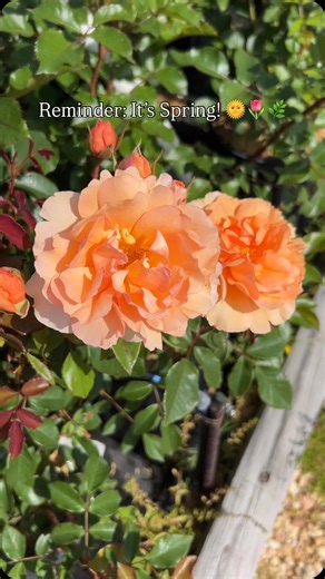 Make your Spring garden POP by checking out our beautiful spring blooms ✨🪴 #garden #gardening #gardendesign #native #nativeplants #grow #plants #spring #springgarden #homegarden | Petals From The Past