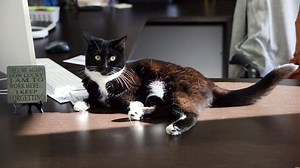 Meet Oreo — the furriest and most popular town employee of Old Perlican