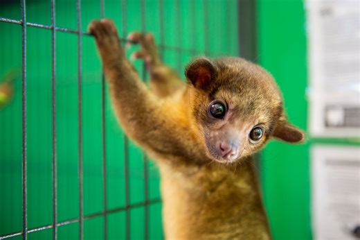 Feds allege this Michigan exotic pet store is violating Animal Welfare Act