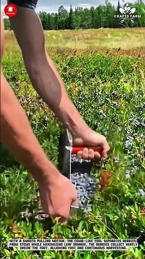 Blueberry Harvesting: Efficient Hand Raking in Wild Berry Fields #farmingtips #gardeningtips