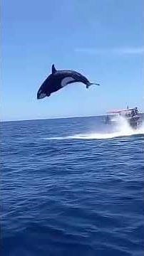 Why Orcas Stay Gentle With Humans