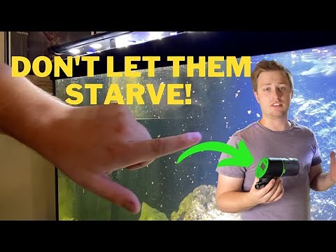 ZACRO Automatic Fish Feeder Review - Is It Worth It?