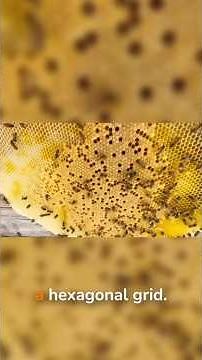 How Do Bees Build Perfect Honeycombs?