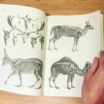 Animal Skeletons & Anatomy: An Image Archive for Artists and Designers