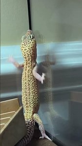 Dancing lizard