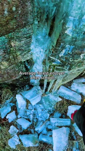 Exploring the Beauty of Forest Hiking Adventures