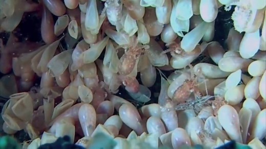 2.6K reactions · 3.6K shares | Baby octopuses hatching! Video by Pang Quong | Scuba Diving Universe | Facebook