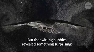 12K views · 381 reactions | An owl bursting through a cloud of bubbles is helping researchers better understand the aerodynamics of flight. | Nature | Facebook