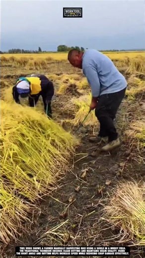 Manual rice harvesting in muddy field faster yield method worktool sickle