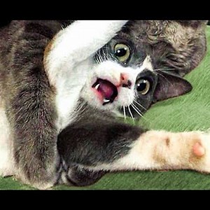 No cat no life - CUTE Cats and Funny Moments | Cats so Fun