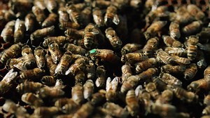 1.1K reactions · 194 shares | Scegli il tuo alveare e il suo apicoltore. Monitoralo con la nostra app e ricevi a casa il suo miele unico. Proteggi le api con 3Bee | 3Bee | Facebook