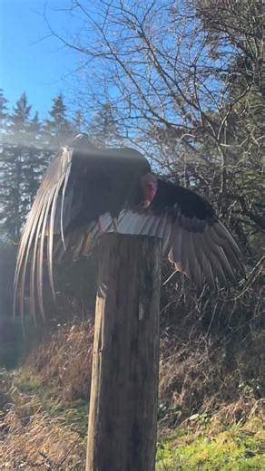 The Raptors on Instagram: "Judge Dredd taking advantage of the brief moments of sunshine during a recent Flying Demonstration! ☀️ We fly rain or shine! Join us every Saturday & Sunday throughout February (plus Monday February 16th for Family Day!) from 12-3PM for a 1:30 Flying Demonstration. 🦅 For hands-on experiences, we have been booking up quickly so would strongly recommend reserving your spot in advance to avoid disappointment ➡️ https://the-raptors.com/book #islandraptors #birdsofprey #bi