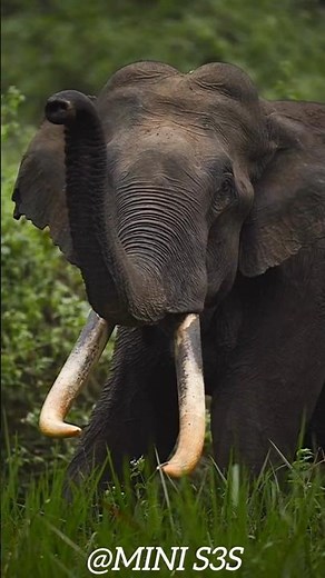 SMALL TO BIG ANIMAL SIZE COMPARISON| AMAZING ANIMAL SIZE COMPARISON ANIMATION