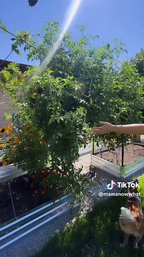 Maximize Your Garden Space with Trellising Techniques