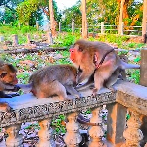 Full tears pity poor female monkey got attacked seriously by big male and nasty female monkey look so terrible | Monkey BiBi