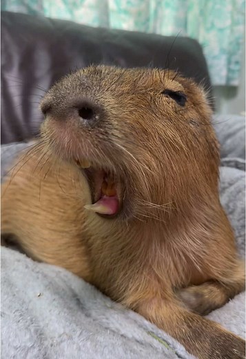 Capybara Clips: Cute and Funny Capybara Videos