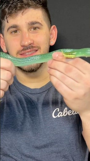 The Rhino Rat Snake is such a dreamy animal. Wow