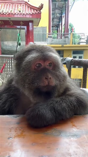 Wildlife & Animals on Instagram: "Xing Xing is a female Tibetan macaque who became famous after losing one arm in a wild boar trap and finding a new life with her caretaker, an elderly Buddhist nun affectionately known as Grandma Ye. She lives around Yanghu Temple in Zhejiang Province, where she spends her days roaming the nearby mountains but always returns for food, care, and companionship. Despite her injury, Xing Xing has adapted remarkably well—she can peel fruit, shell nuts, and even drink