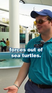 You heard it from Chris, our programs coordinator... our patients are hungry for conch, fish, seagrass, and more! Book a public or private guided tour with us to hear from the experts at our facility, and to learn more about our sea turtle patients. Click here to learn more and donate to fund our education efforts: https://marinelife.org/ #loggerheadmarinelifecenter #lmc #seaturtles #seaturtlehospital #junobeach #oceanconservation #conservation 📸: @h2ocean | Loggerhead Marinelife Center