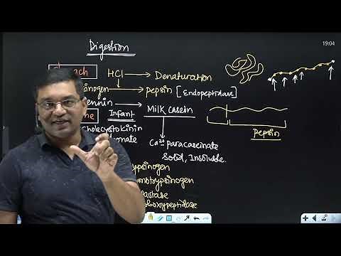 Digestion and absorption of proteins and disorders