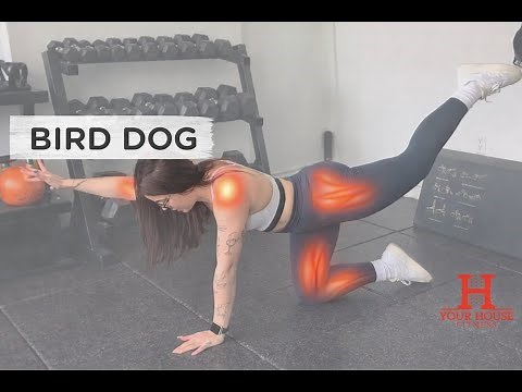 Cómo Hacer Bird Dog Ejercicio (Tutorial Paso a Paso)